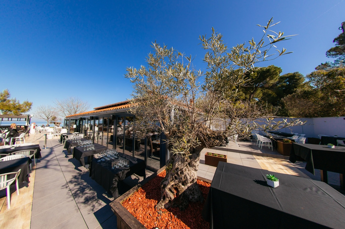 Seaside terrace with olive tree at Cappuccino Svetilnik in Izola